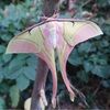 rosegoldmoth